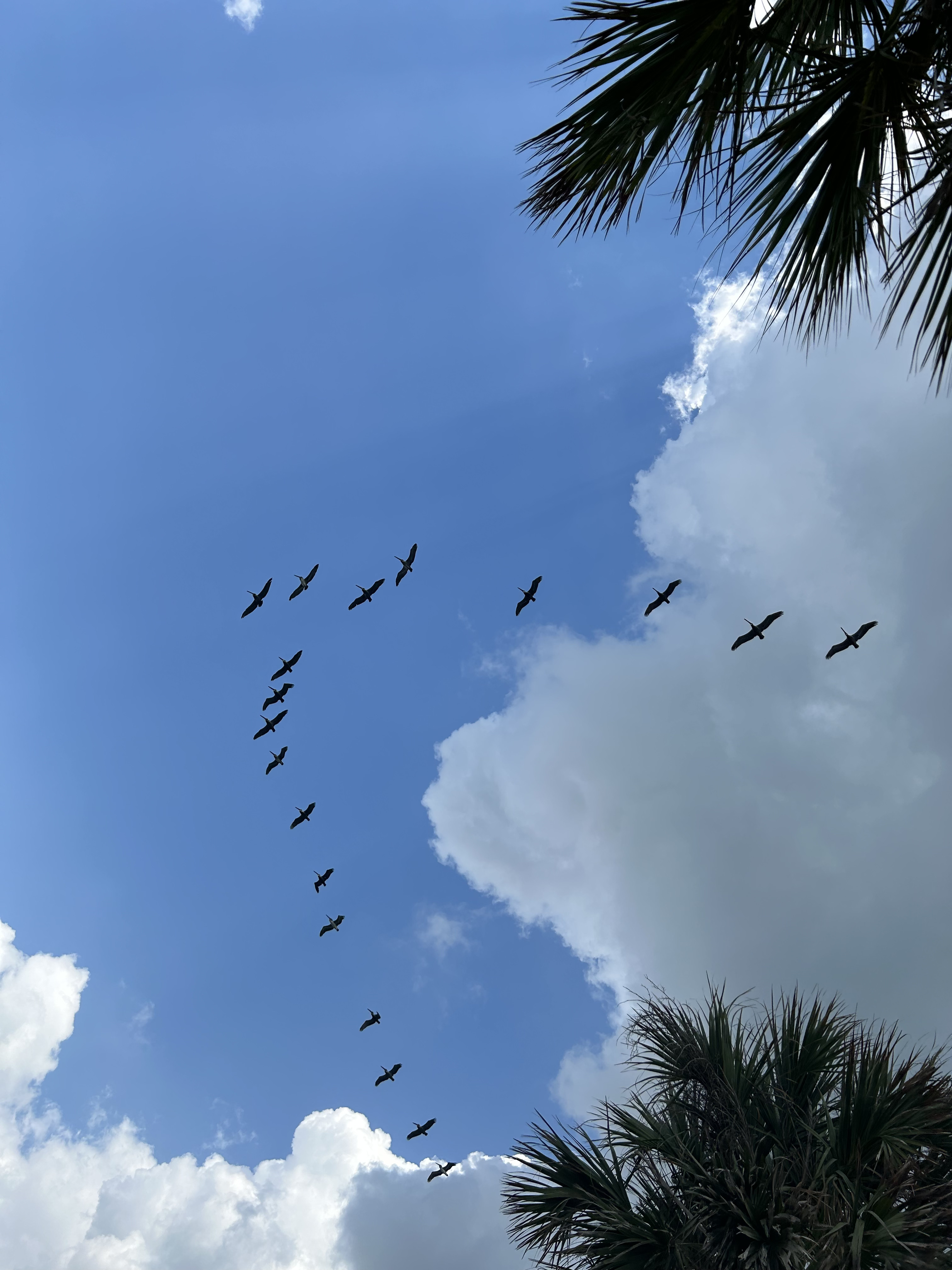 Blue sky with white, fluffy clouds.
                Birds flying in V-formation in center of image. Palm tree
                leaves in top and bottom right corners.