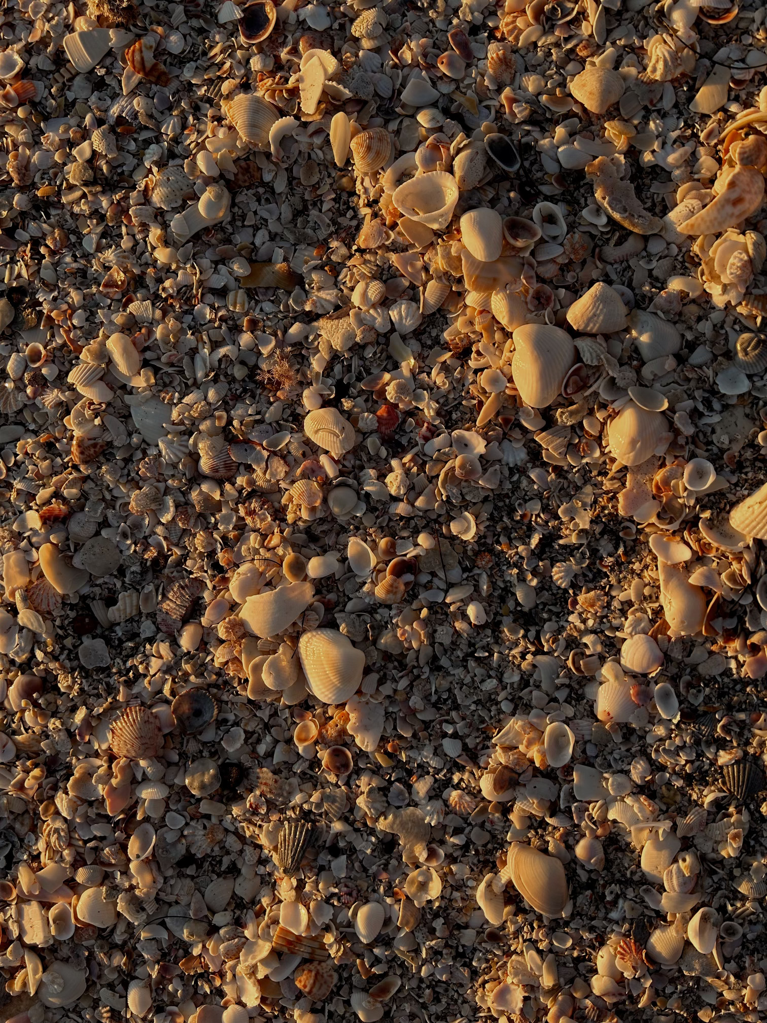 Shells of varying size and type in shades of white, tan, and gray illuminated by 
                golden hour light.